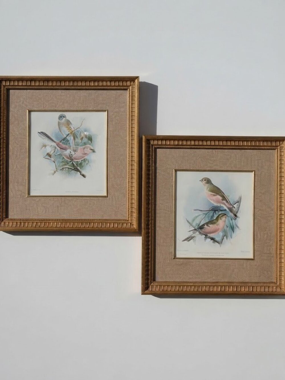 JG Keuleman's Bird Lithographs Siberian Rose Mongolian Desert Finch Vintage Art